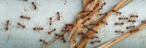 Keeping Ants Out of Your Home with iPest Solutions