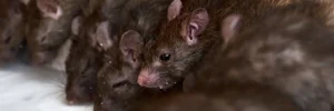 Keeping Rats Outside