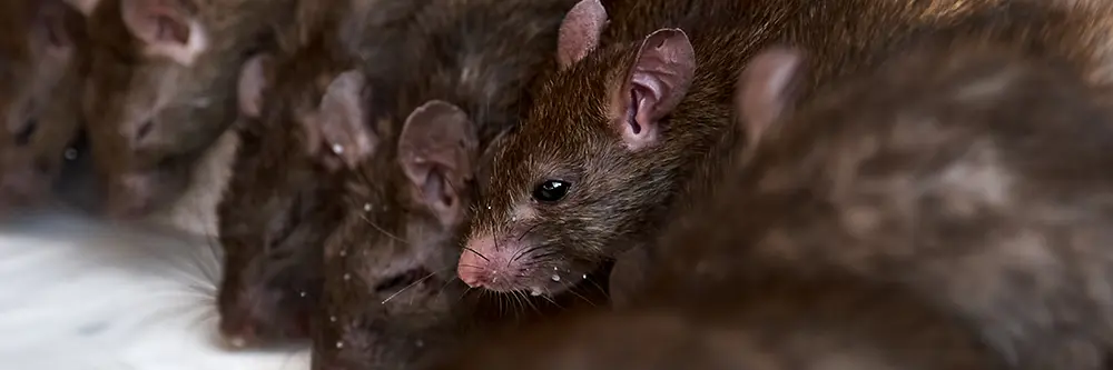 Keeping Rats Outside