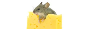 Rat Myths – Do Rats Love Cheese