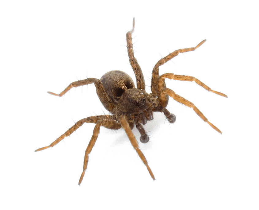 Spiders.png