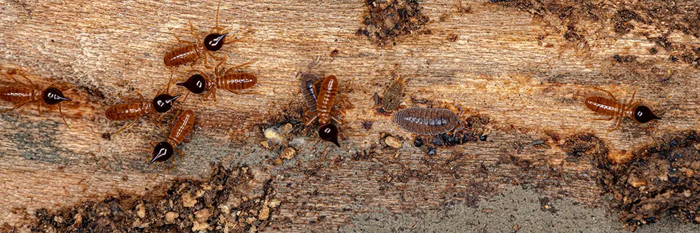 Staying Termite-Free