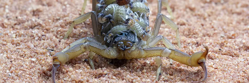 Striped Bark Scorpion
