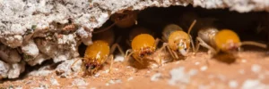 Termite Species in Texas