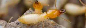 Termite Tips Every Homeowner Should Know