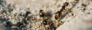 The Ant-Free Home Guide Proven Strategies to Keep Ants at Bay