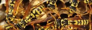 The Lowdown On Wasps