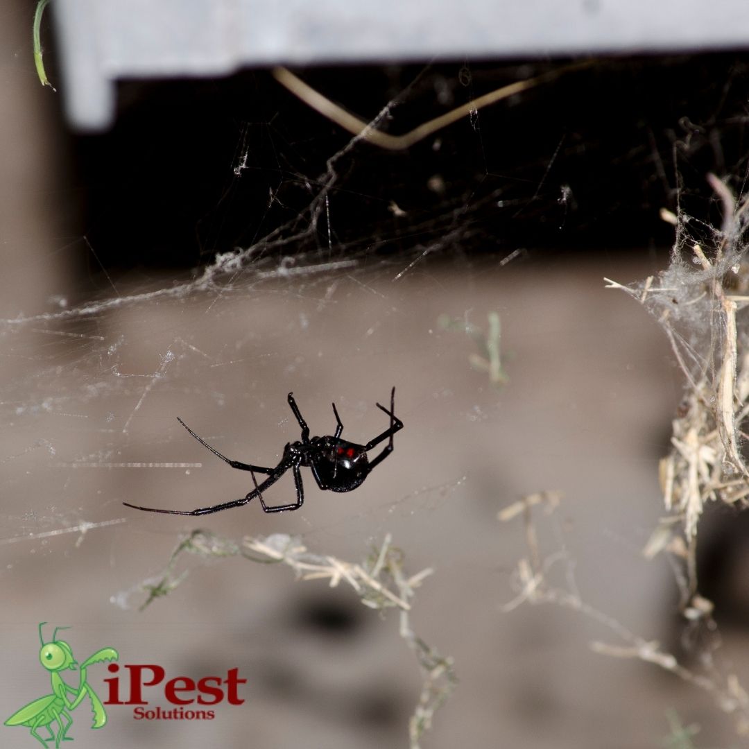 Black Widow Spiders - San Antonio, College Station Pest Control