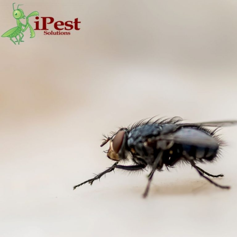 Can House Flies Breed Within Homes. Fly Exterminator Experts.