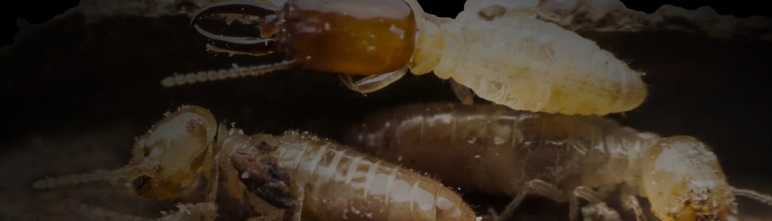 Wcao-Texas-Termite-Control