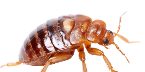 bedbug