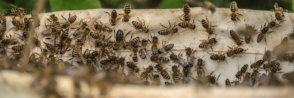 bees