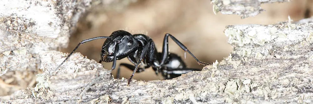 carpenter ants