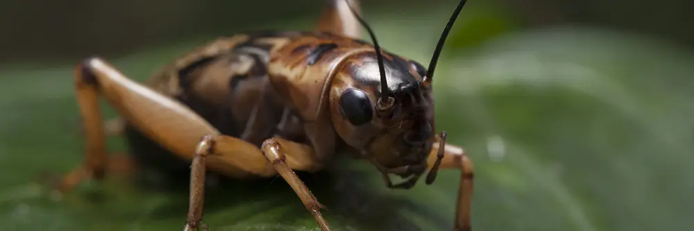 cricket