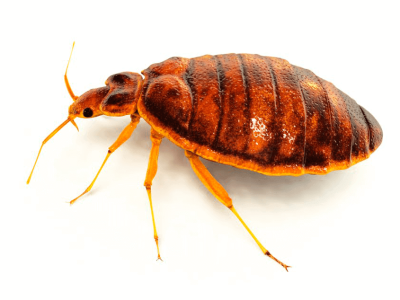 Bed-Bug Bed-Bug