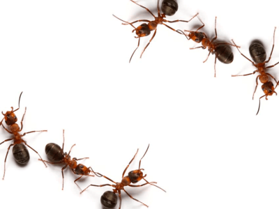 Fire-Ants Fire-Ants
