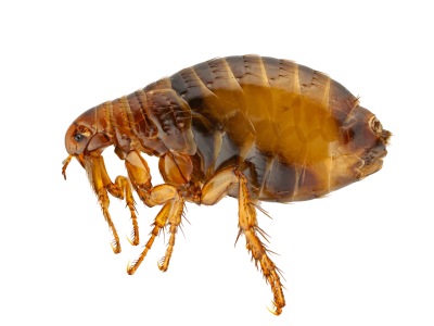 Fleas San Antonio Flea & Tick Contron