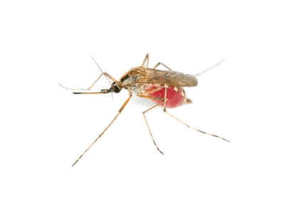 Mosquitos Mosquitos