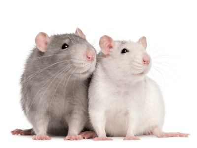 Rodents