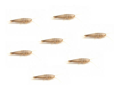 Silverfish Silverfish