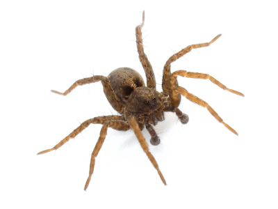 Spiders Spiders