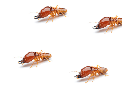 Termites Termites