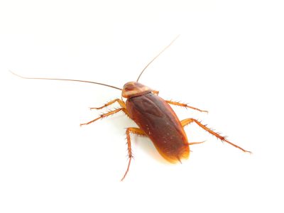 Cockroach