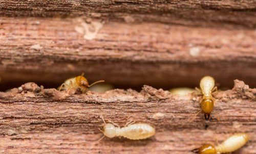 waco termites
