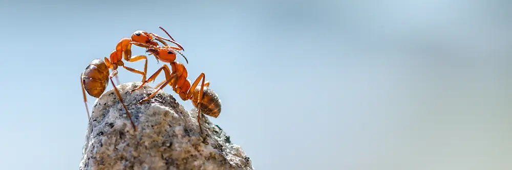 fire ants