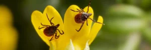fleas