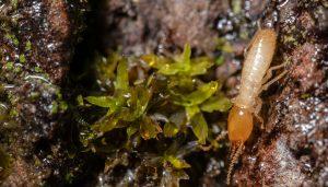 home-slider-termite