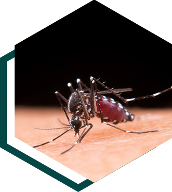 ipest-mosquito