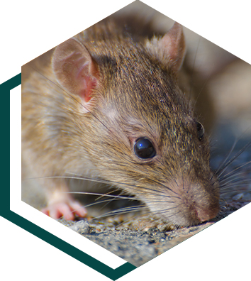 ipest-rodent