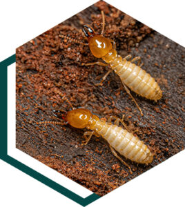 ipest-termite