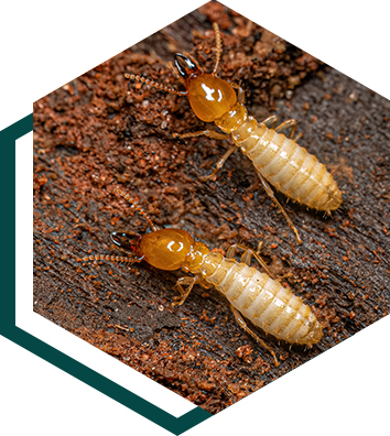 ipest-termite