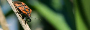 kissing bugs