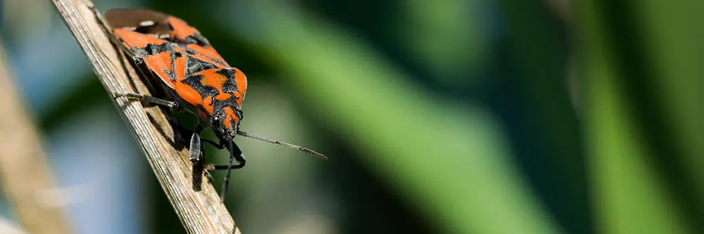 kissing bugs