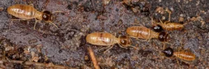 super termites