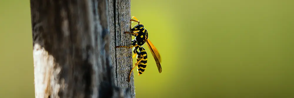 wasps